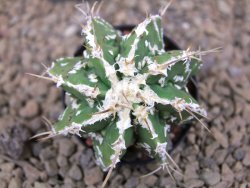 Astrophytum Dinosaur (Fukurio Hannya) květináč 5,5 cm - 12414796