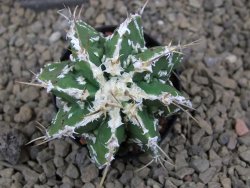 Astrophytum Dinosaur (Fukurio Hannya) květináč 5,5 cm - 12414797