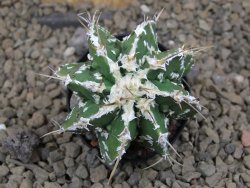 Astrophytum Dinosaur (Fukurio Hannya) květináč 5,5 cm - 12414798