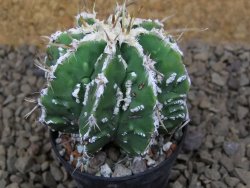 Astrophytum Dinosaur (Fukurio Hannya) květináč 5,5 cm - 12414799