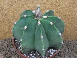 Astrophytum XXL ornatum X Dinosaur (Fukurio Hannya) 12 cm květináč