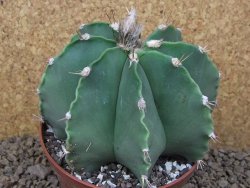 Astrophytum XXL ornatum X Dinosaur (Fukurio Hannya) 12 cm květináč - 12414810