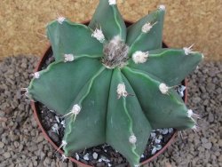 Astrophytum XXL ornatum X Dinosaur (Fukurio Hannya) 12 cm květináč - 12414811
