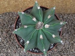 Astrophytum XXL ornatum X Dinosaur (Fukurio Hannya) 12 cm květináč - 12414812