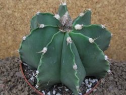 Astrophytum XXL ornatum X Dinosaur (Fukurio Hannya) 12 cm květináč - 12414813