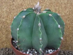 Astrophytum XXL ornatum X Dinosaur (Fukurio Hannya) 12 cm květináč - 12414814