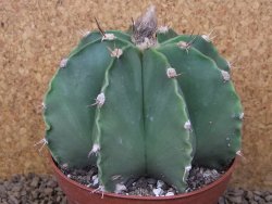 Astrophytum XXL ornatum X Dinosaur (Fukurio Hannya) 12 cm květináč - 12414815