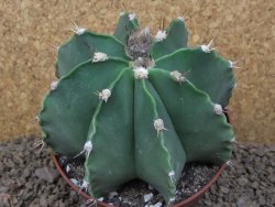 Astrophytum XXL ornatum X Dinosaur (Fukurio Hannya) 12 cm květináč - 12414816