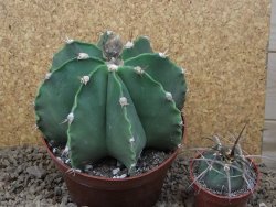 Astrophytum XXL ornatum X Dinosaur (Fukurio Hannya) 12 cm květináč - 12414817