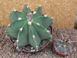 Astrophytum XXL ornatum X Dinosaur (Fukurio Hannya) 12 cm květináč - 12414818