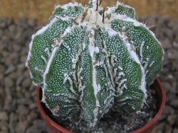 Astrophytum Dinosaur (Fukurio Hannya) květináč 5,5 cm - 12414819