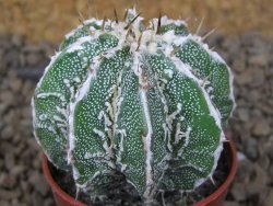 Astrophytum Dinosaur (Fukurio Hannya) květináč 5,5 cm