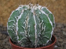 Astrophytum Dinosaur (Fukurio Hannya) květináč 5,5 cm - 12414821