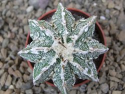 Astrophytum Dinosaur (Fukurio Hannya) květináč 5,5 cm - 12414822
