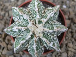 Astrophytum Dinosaur (Fukurio Hannya) květináč 5,5 cm - 12414823