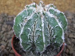 Astrophytum Dinosaur (Fukurio Hannya) květináč 5,5 cm - 12414824
