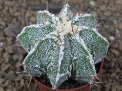 Astrophytum Dinosaur (Fukurio Hannya) květináč 5,5 cm - 12414825