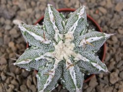 Astrophytum Dinosaur (Fukurio Hannya) květináč 5,5 cm