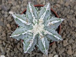 Astrophytum Dinosaur (Fukurio Hannya) květináč 5,5 cm - 12414827