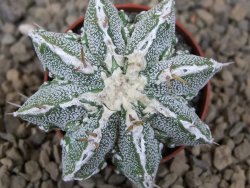 Astrophytum Dinosaur (Fukurio Hannya) květináč 5,5 cm - 12414828