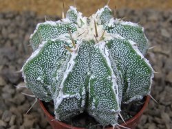 Astrophytum Dinosaur (Fukurio Hannya) květináč 5,5 cm - 12414829