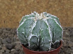 Astrophytum Dinosaur (Fukurio Hannya) květináč 5,5 cm - 12414830