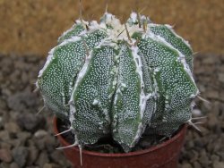 Astrophytum Dinosaur (Fukurio Hannya) květináč 5,5 cm - 12414831