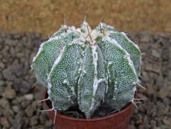 Astrophytum Dinosaur (Fukurio Hannya) květináč 5,5 cm - 12414832