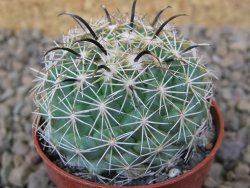 Coryphantha kracikii Diamante, Dur. pot 5,5 cm