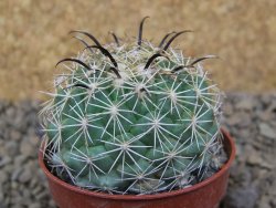 Coryphantha kracikii Diamante, Dur. pot 5,5 cm - 12414840