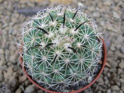 Coryphantha kracikii Diamante, Dur. pot 5,5 cm - 12414841