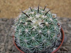 Coryphantha kracikii Diamante, Dur. pot 5,5 cm - 12414842