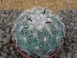 Coryphantha kracikii Diamante, Dur. pot 5,5 cm