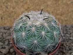 Coryphantha kracikii Diamante, Dur. pot 5,5 cm - 12414844