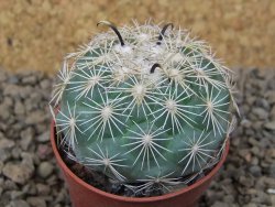 Coryphantha kracikii Diamante, Dur. pot 5,5 cm - 12414845
