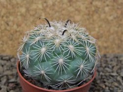 Coryphantha kracikii Diamante, Dur. pot 5,5 cm - 12414846
