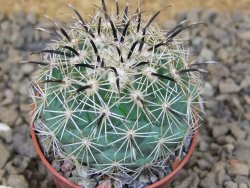 Coryphantha kracikii Diamante, Dur. květináč 5,5 cm