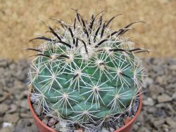 Coryphantha kracikii Diamante, Dur. květináč 5,5 cm - 12414848