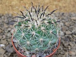 Coryphantha kracikii Diamante, Dur. květináč 5,5 cm - 12414849