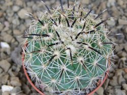 Coryphantha kracikii Diamante, Dur. květináč 5,5 cm - 12414850