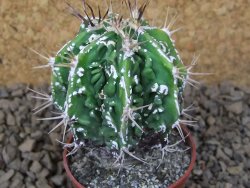 Astrophytum Dinosaur (Fukurio Hannya) květináč 5,5 cm - 12414873
