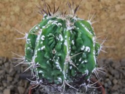 Astrophytum Dinosaur (Fukurio Hannya) květináč 5,5 cm - 12414874
