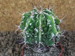 Astrophytum Dinosaur (Fukurio Hannya) květináč 5,5 cm