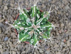 Astrophytum Dinosaur (Fukurio Hannya) květináč 5,5 cm - 12414876