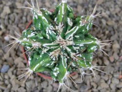 Astrophytum Dinosaur (Fukurio Hannya) květináč 5,5 cm - 12414877