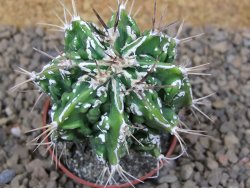 Astrophytum Dinosaur (Fukurio Hannya) květináč 5,5 cm - 12414878