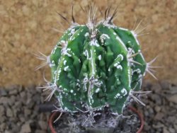 Astrophytum Dinosaur (Fukurio Hannya) květináč 5,5 cm - 12414879