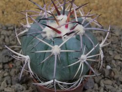 Echinocactus horizonthalonius květináč 5,5 cm Barrel cactus - 12414851