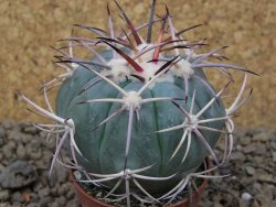 Echinocactus horizonthalonius květináč 5,5 cm Barrel cactus