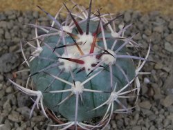 Echinocactus horizonthalonius květináč 5,5 cm Barrel cactus - 12414853